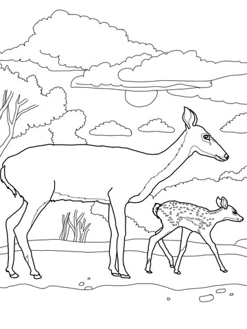 White Tailed Deer Baby And Mother Coloring Page